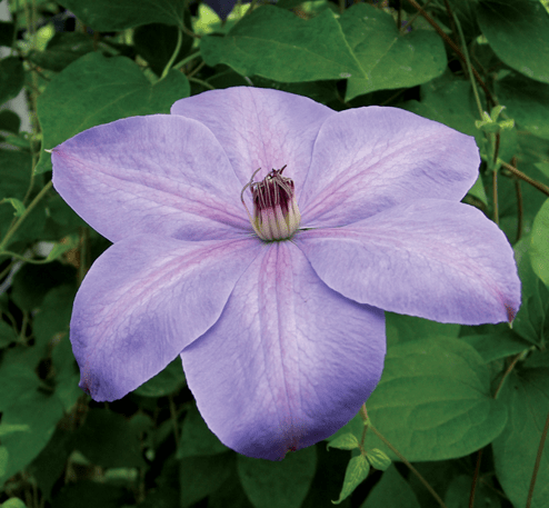 Clematis Elsa Spath