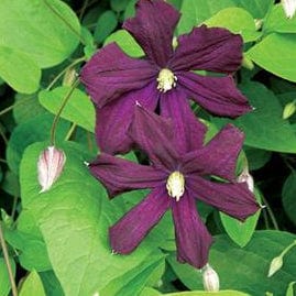 Clematis Etoile Violette 