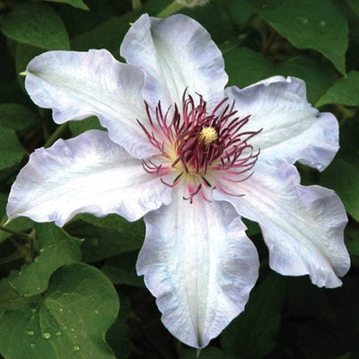 Clematis First Lady