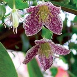 Clematis Freckles