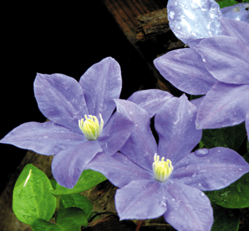 Clematis Fuji Musume