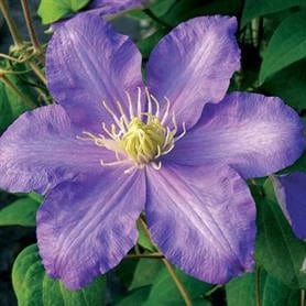 Clematis Gen Sikorski