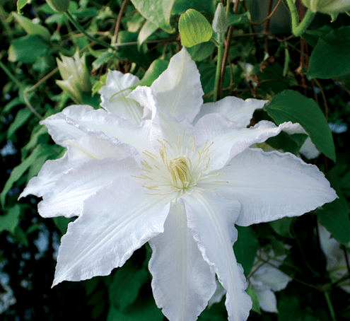 Clematis Gillian Blades