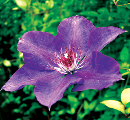 Clematis Gypsy Queen