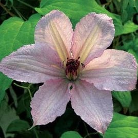 Clematis Hagley Hybrid