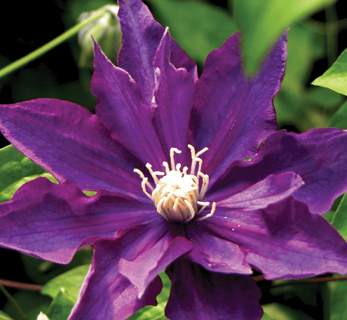 Clematis Haku Ookan