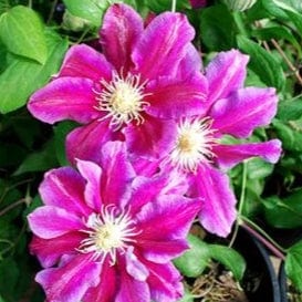 Clematis Hania
