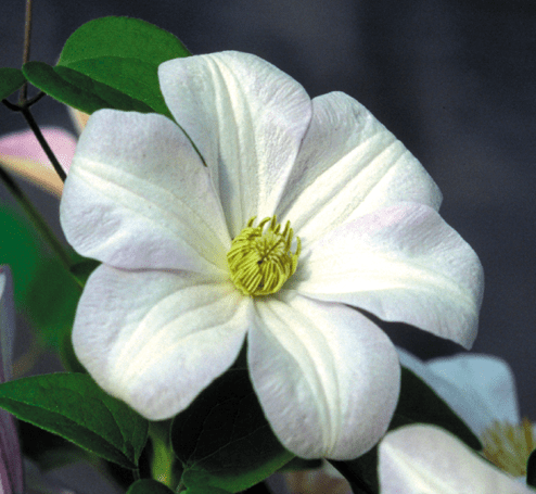 Clematis Huldine