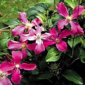 Clematis Inspiration 