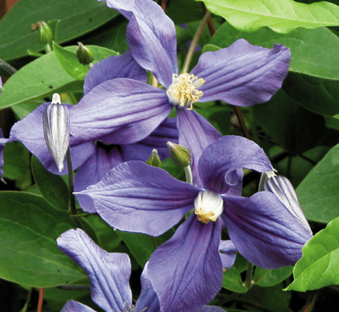 Clematis Integrifolia Durandii