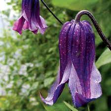 Clematis Integrifolia Pamiat Serdtsa