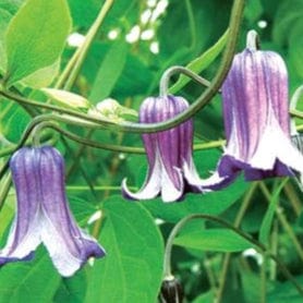 Clematis Inter. Fascination