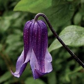 Clematis Rofuchi Clematis Integrifolia Rooguchi – Wildwood Outdoor Living