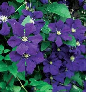 Clematis Jackmanii