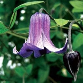 Clematis Jan Fopma