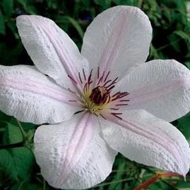 Clematis John Paul II