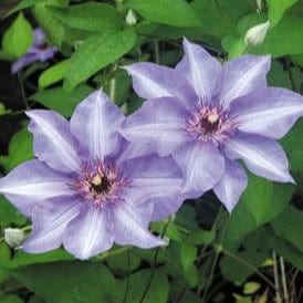 Clematis Konigekind