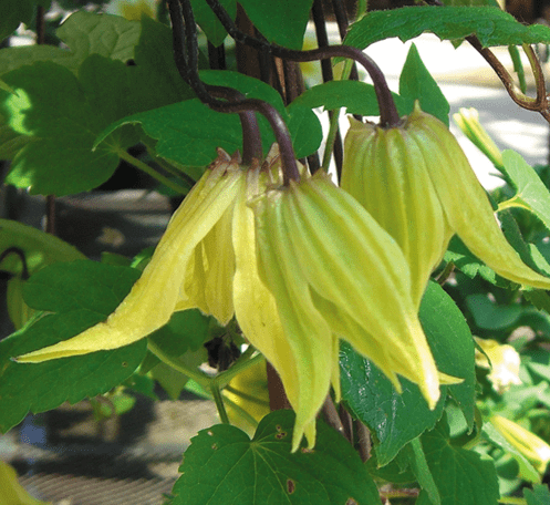 Clematis Lemon Bells