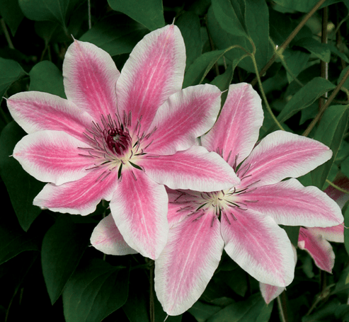 Clematis Lincoln Star