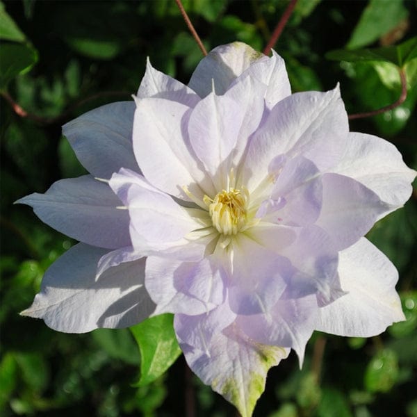 Clematis Louise Rowe