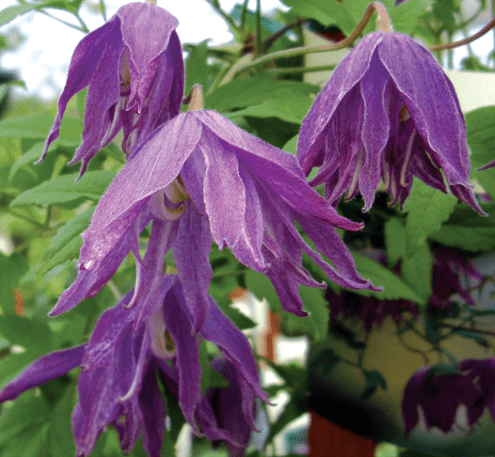 Clematis Macropetala Jan Lindmark