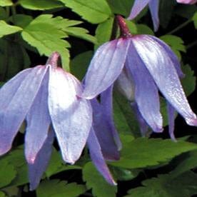 Clematis Lagoon