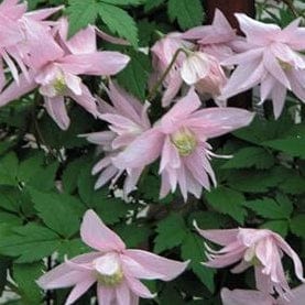 Clematis Macropetala Markhams Pink