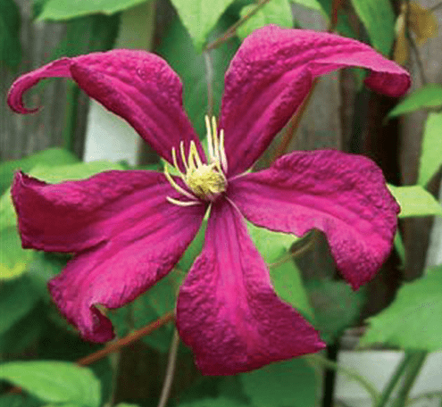 Clematis Madame Julia Correvon