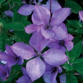 Clematis Margaret Hunt 