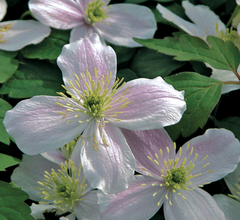 Clematis Montana Fragrant Spring