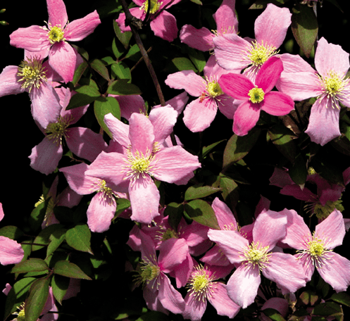 Clematis Montana Freda