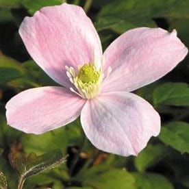 Clematis Montana Rubens