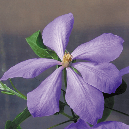 Clematis Mrs Cholmondely