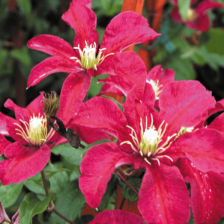 Clematis Niobe