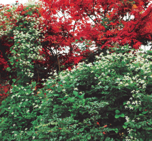 Clematis Paniculata Terniflora Sweet Autumn