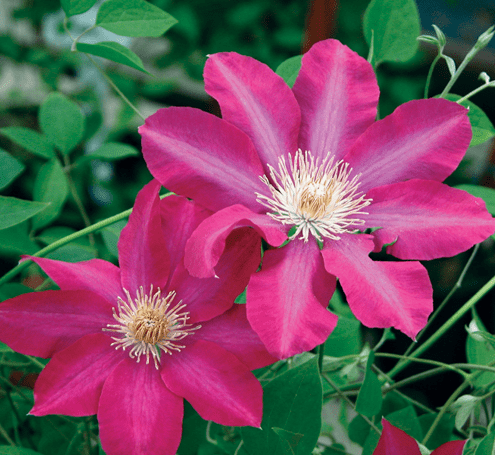 Clematis Pink Champagne