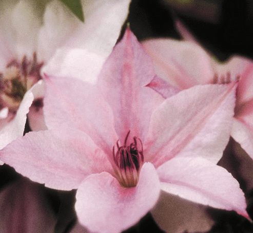 Clematis Pink Fantasy