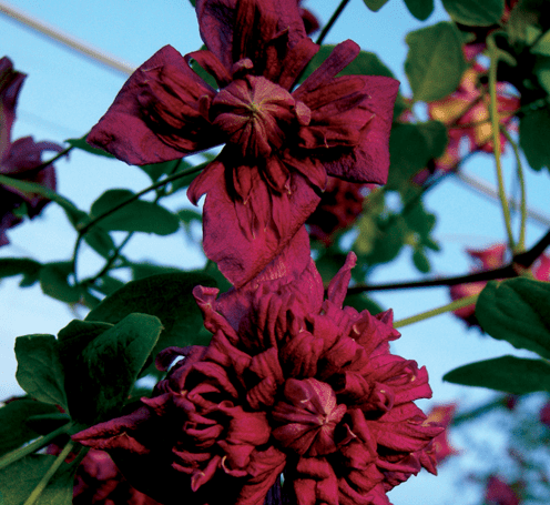 Clematis Plena Eligans