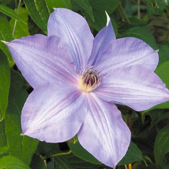 Clematis Ramona