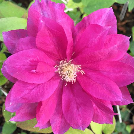 Clematis Red Star