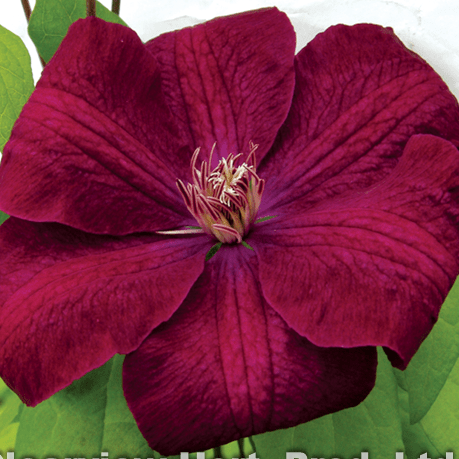 Clematis Rouge Cardinal