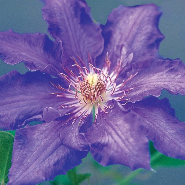 Clematis Sally Cadge