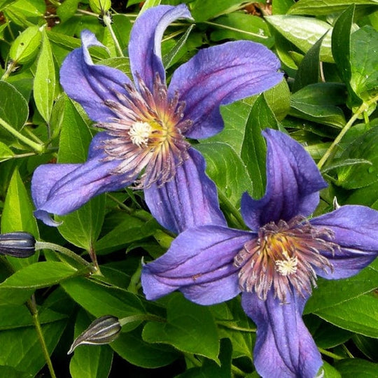 Clematis Sapphire Indigo