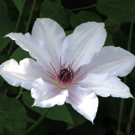 Clematis Snow Queen