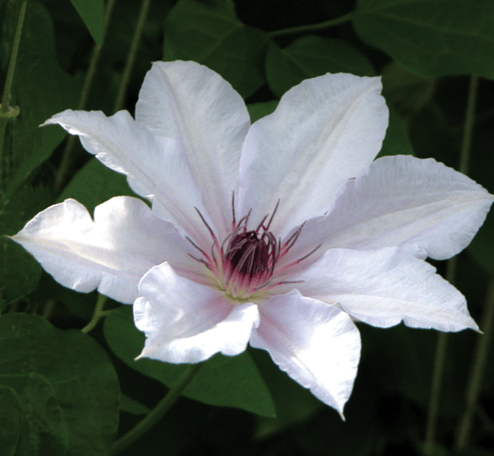 Clematis Snow Queen