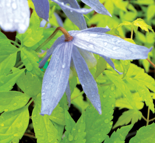 Clematis Stolwijk Gold Alpine