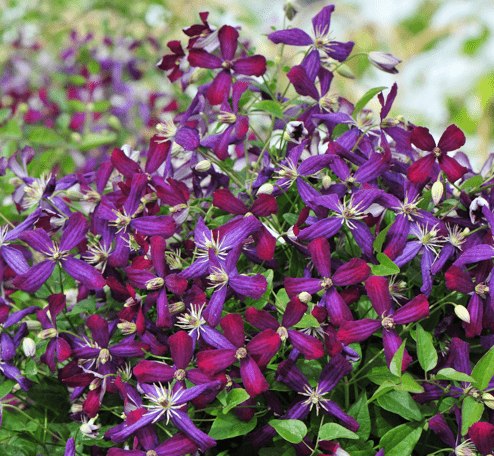 Clematis Sweet Summer Love
