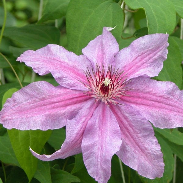 Clematis Sympatia