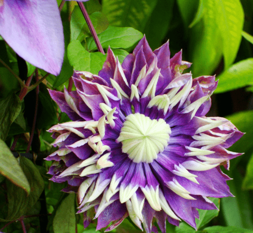 Clematis Taiga