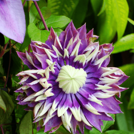 Clematis Taiga